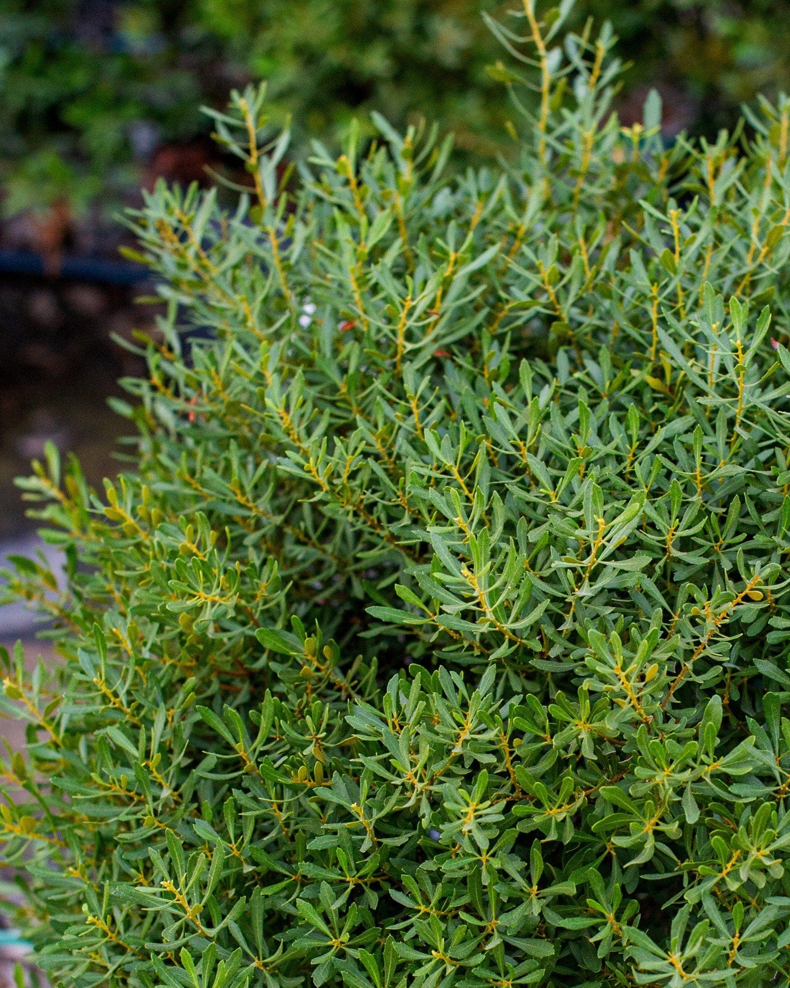 Dwarf Wax Myrtle - view 3