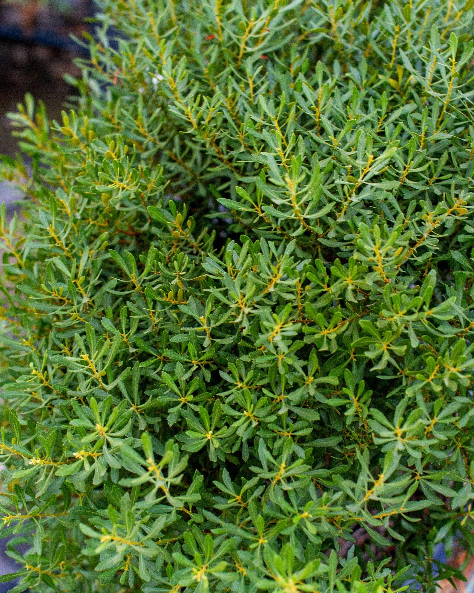 Dwarf Wax Myrtle - view 4