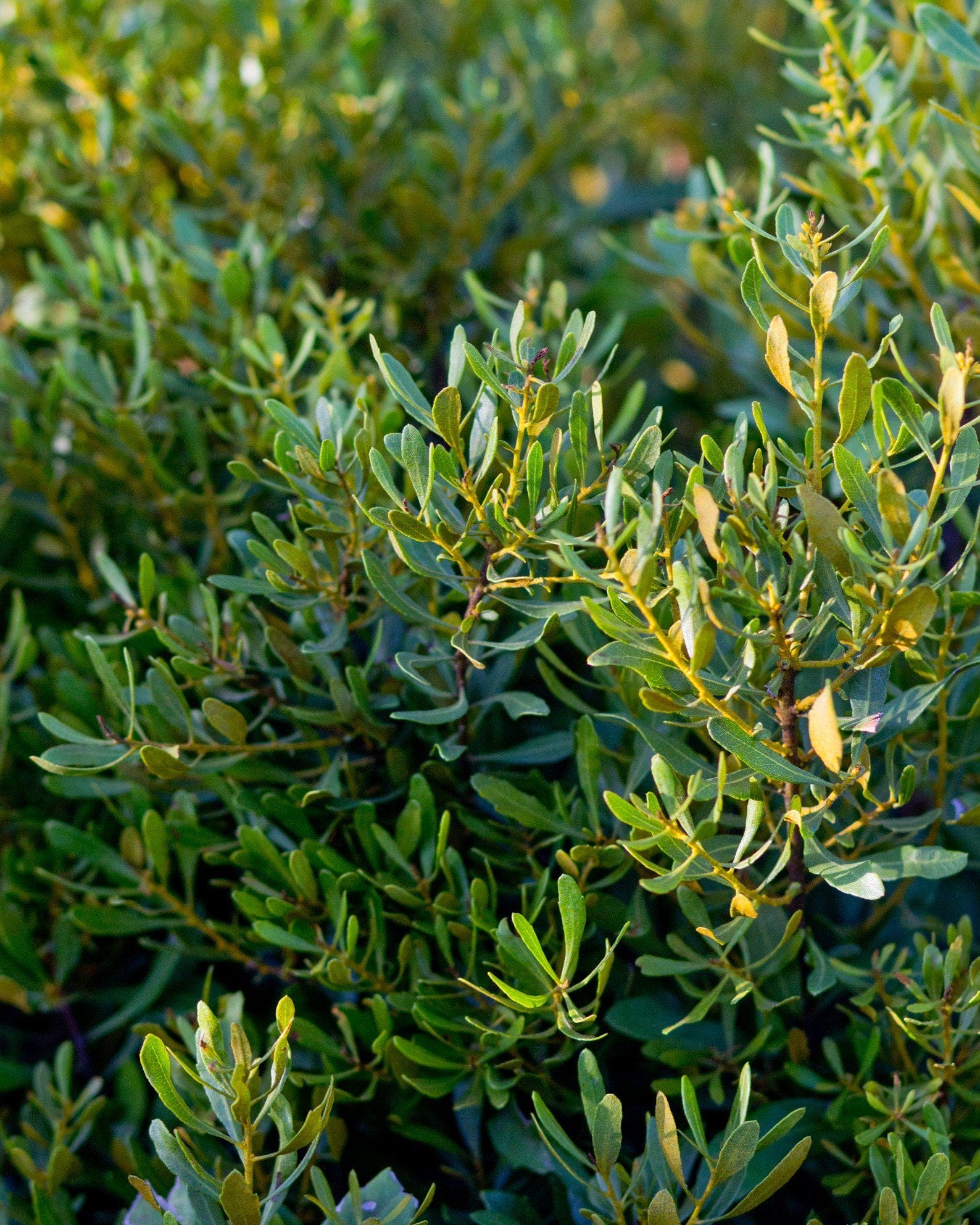 Dwarf Wax Myrtle - view 5