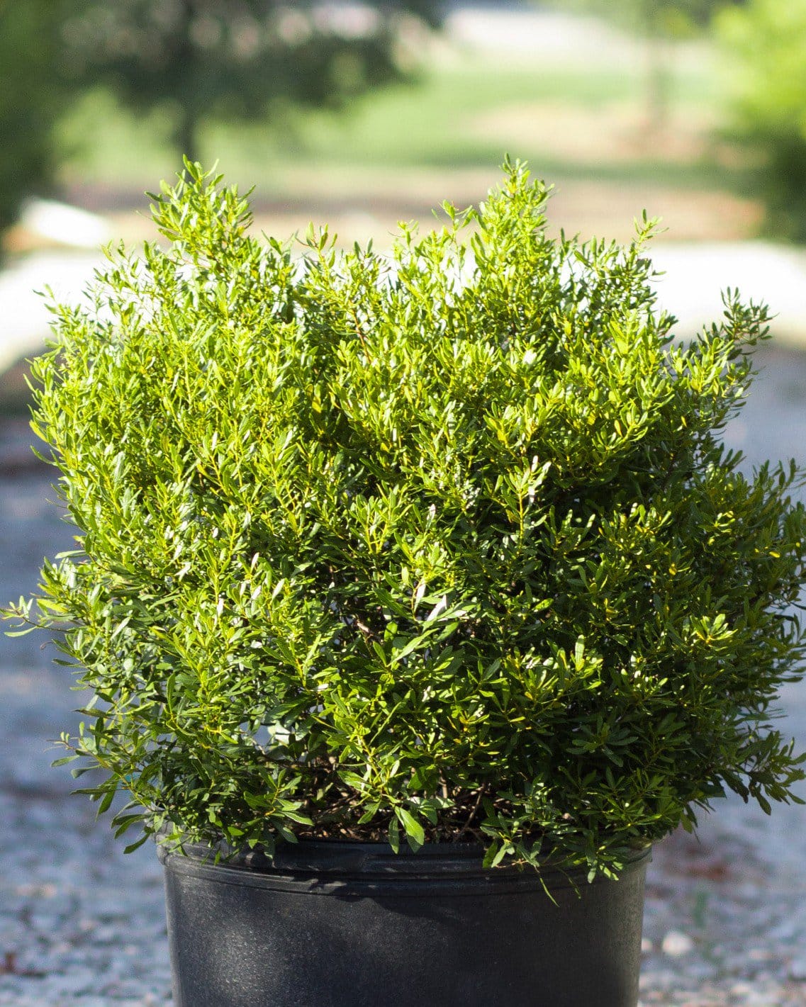 Dwarf Wax Myrtle