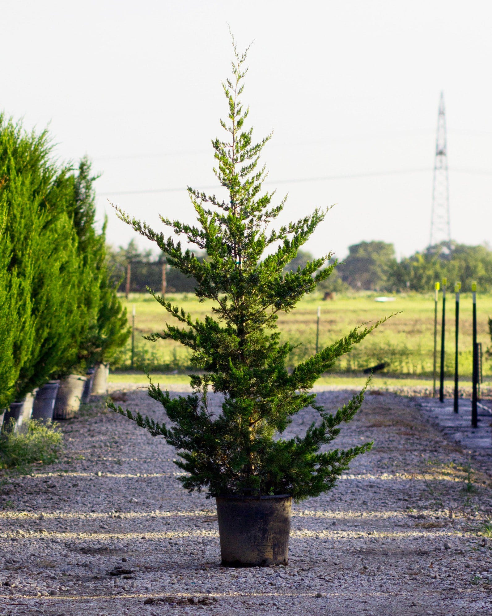 Eastern Red Cedar Canaertii