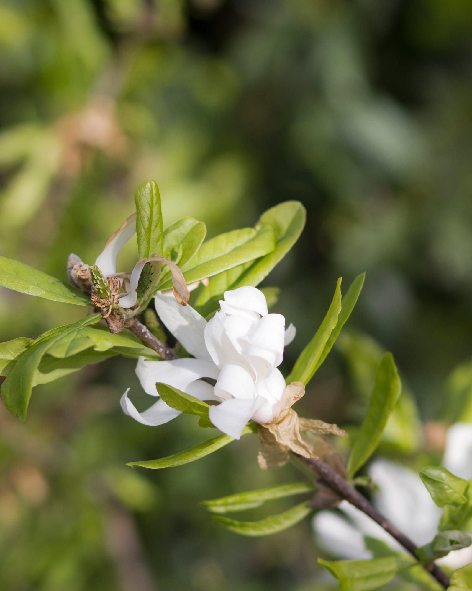 Royal Star Magnolia Tree Form - Main Image
