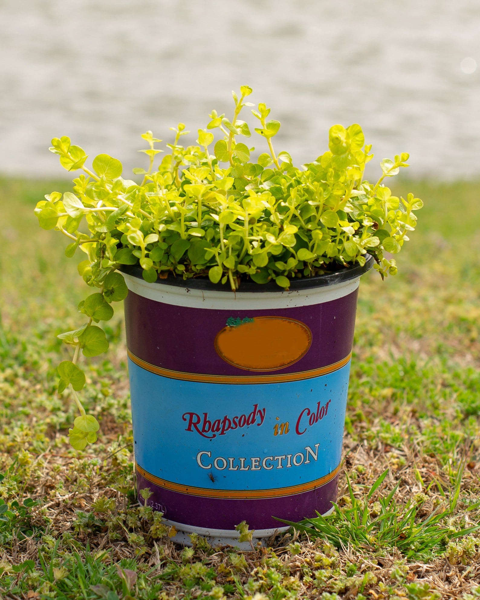 Goldilocks Creeping Jenny - view 2