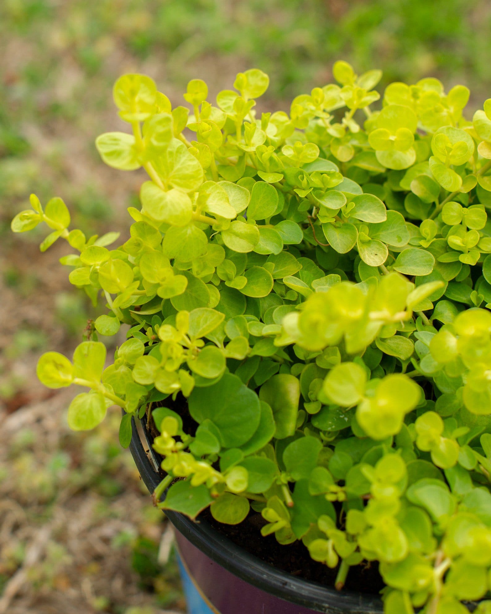 Goldilocks Creeping Jenny - view 3