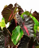 Redemption Elephant Ear thumbnail 1
