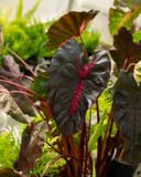 Redemption Elephant Ear thumbnail 3