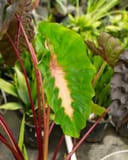 Redemption Elephant Ear thumbnail 6