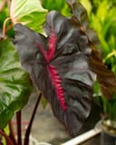Redemption Elephant Ear thumbnail 4