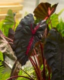 Redemption Elephant Ear thumbnail 5