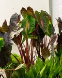 Redemption Elephant Ear thumbnail 2