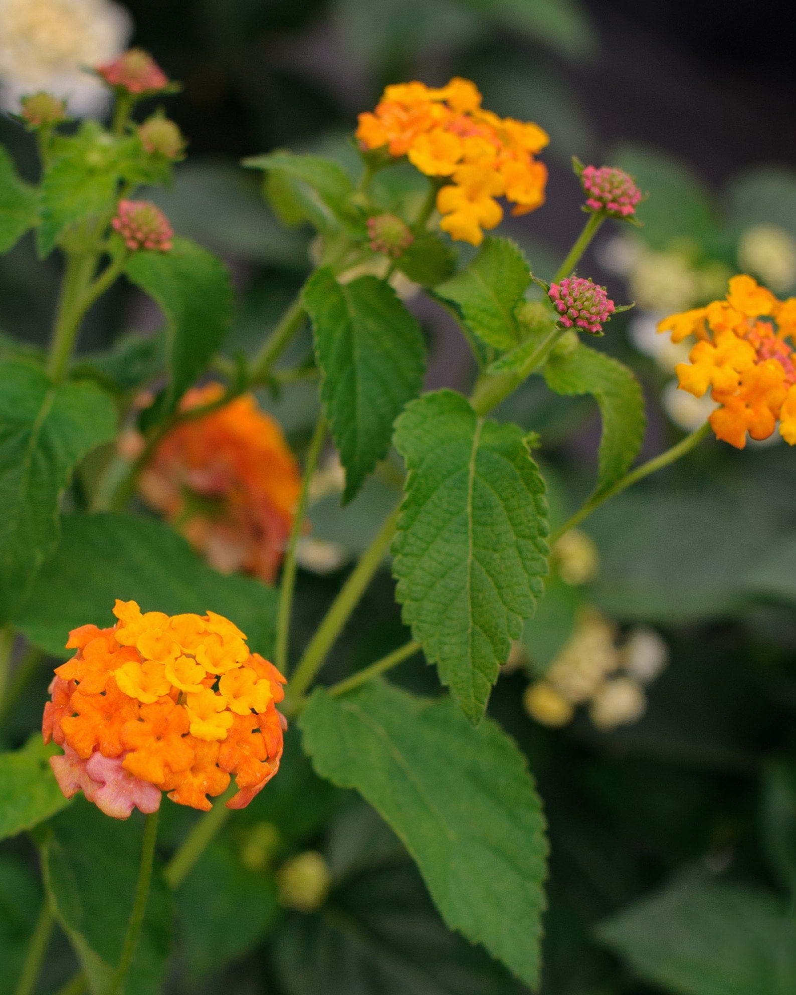 Miss Huff Lantana - Main Image