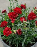 Vivacia Deep Red Dianthus thumbnail 1