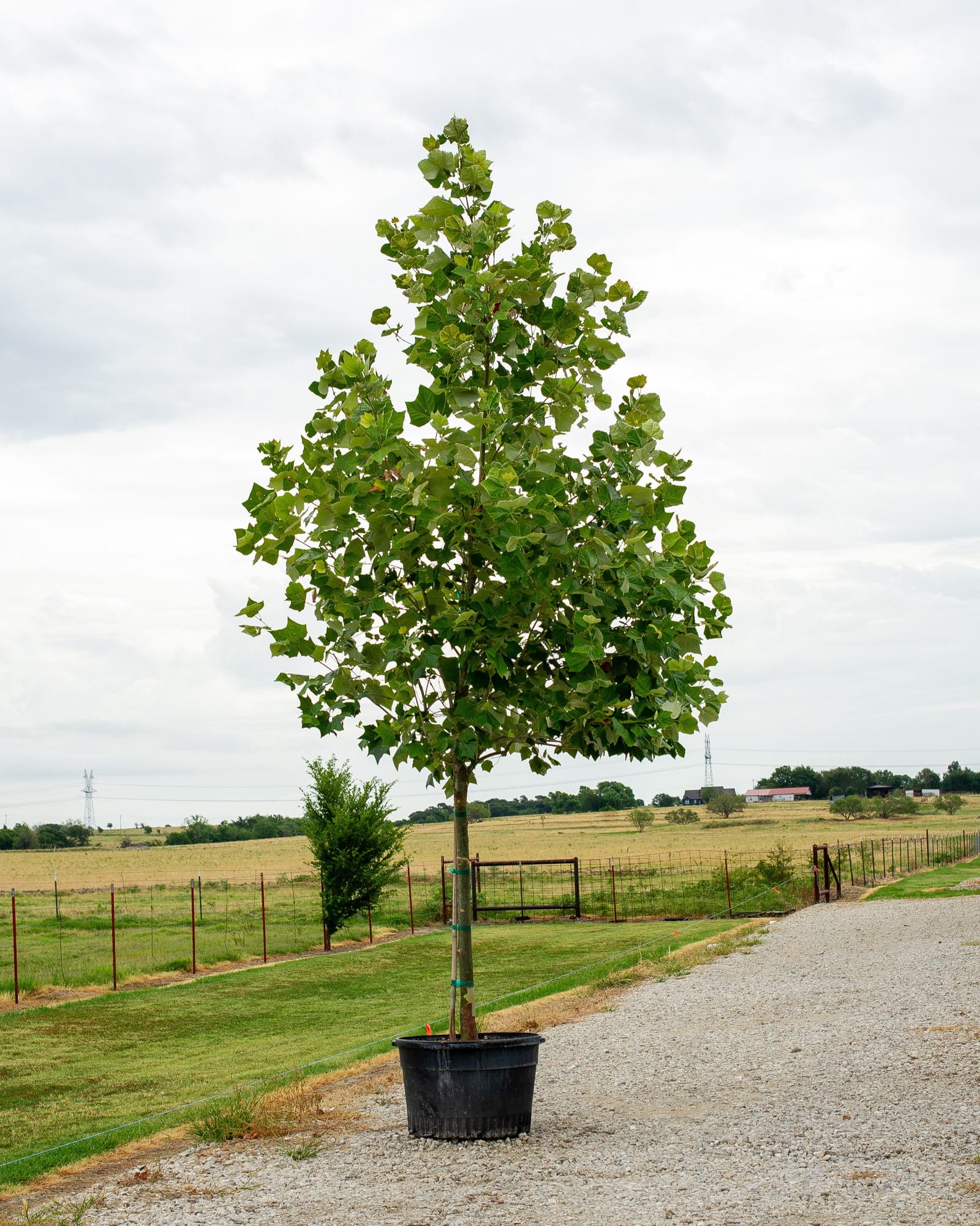 Mexican Sycamore - Main Image