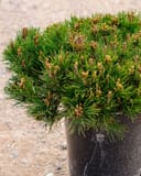 Dwarf Mugo Pine thumbnail 2