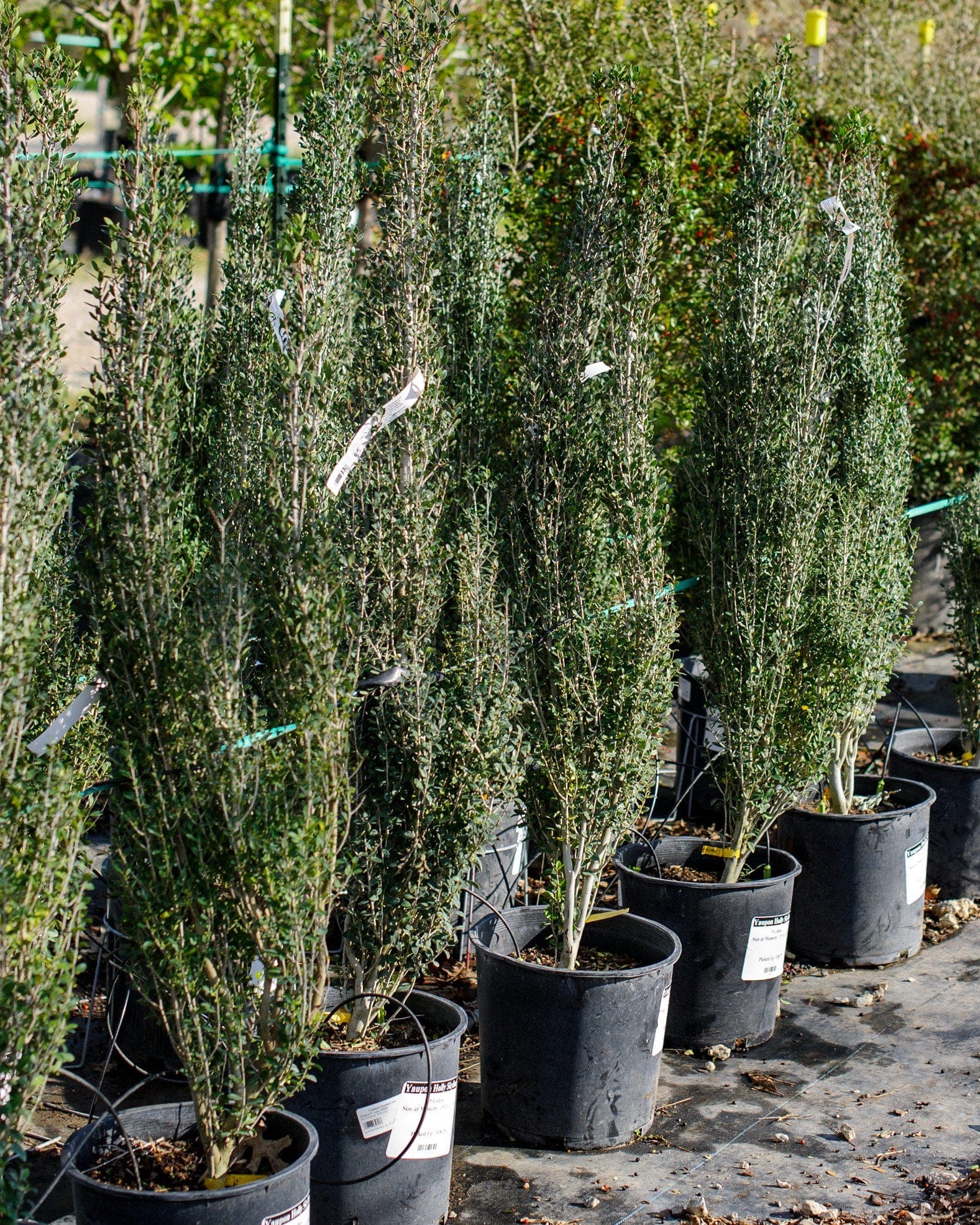 Yaupon Holly Skyline