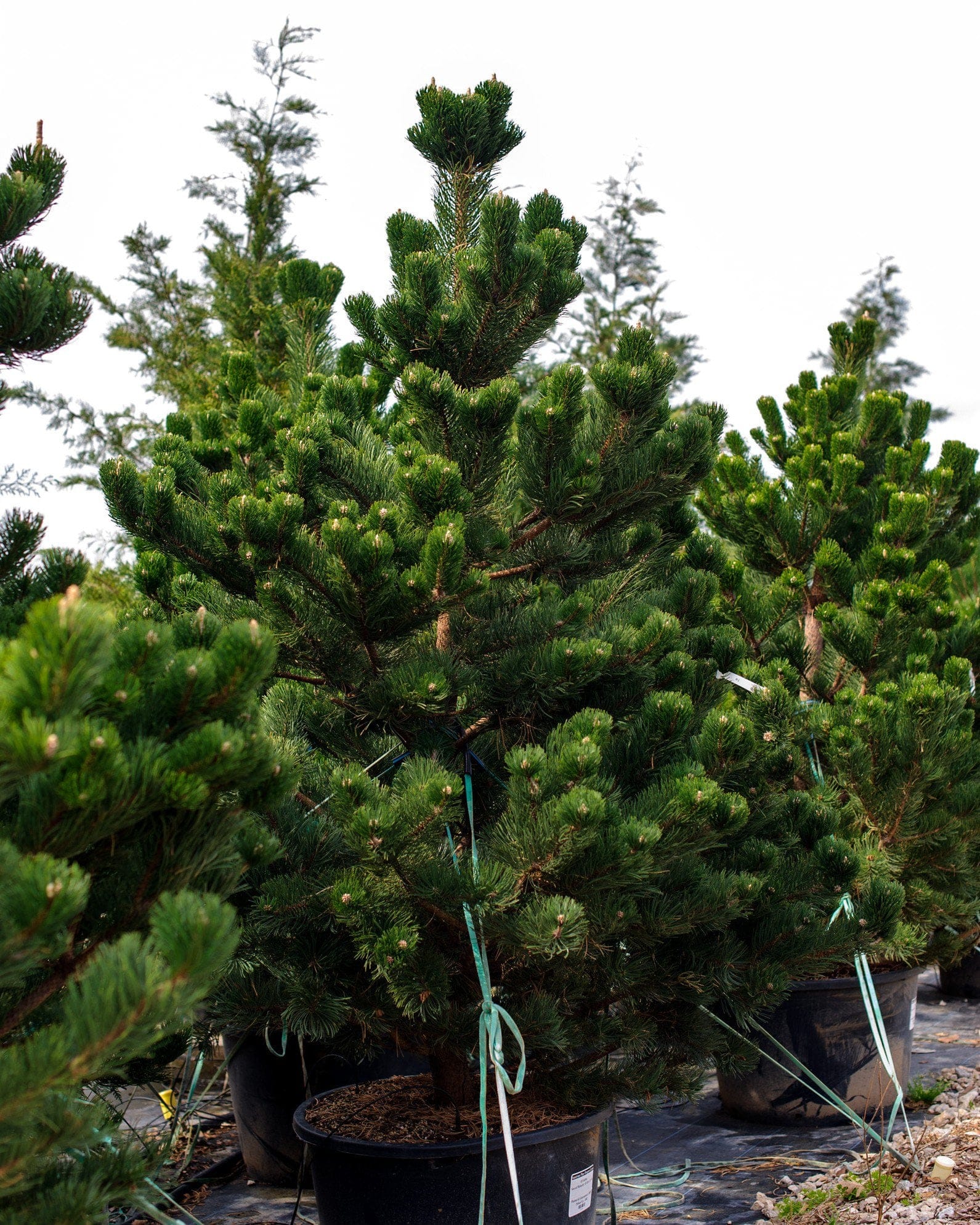 Austrian Pine Oregon Green