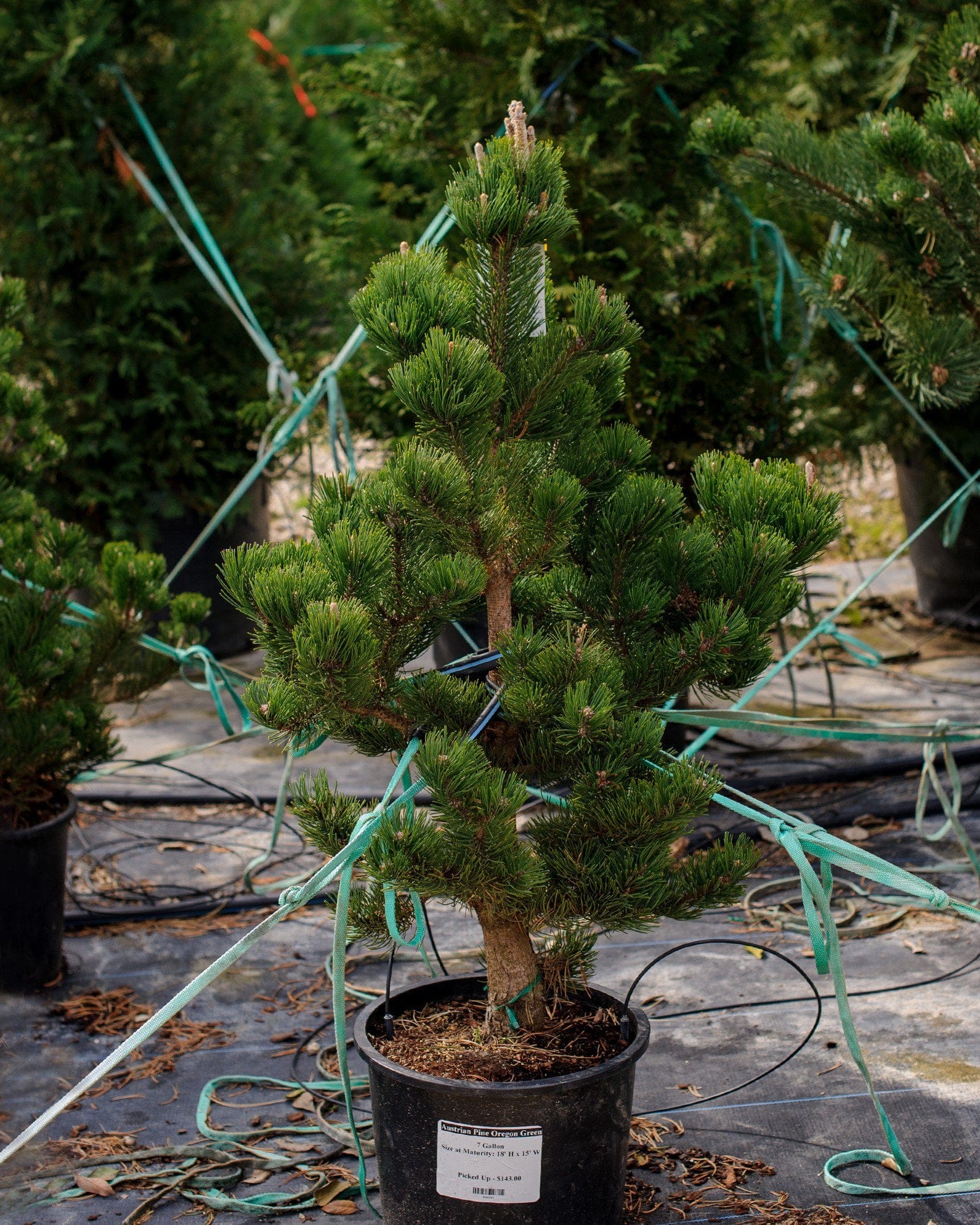 Austrian Pine Oregon Green - view 2
