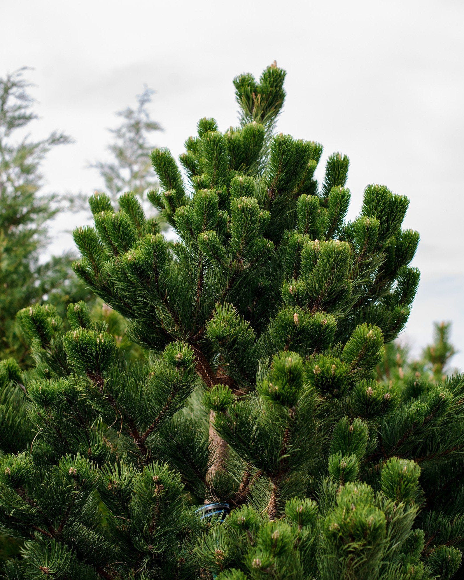 Austrian Pine Oregon Green - view 3