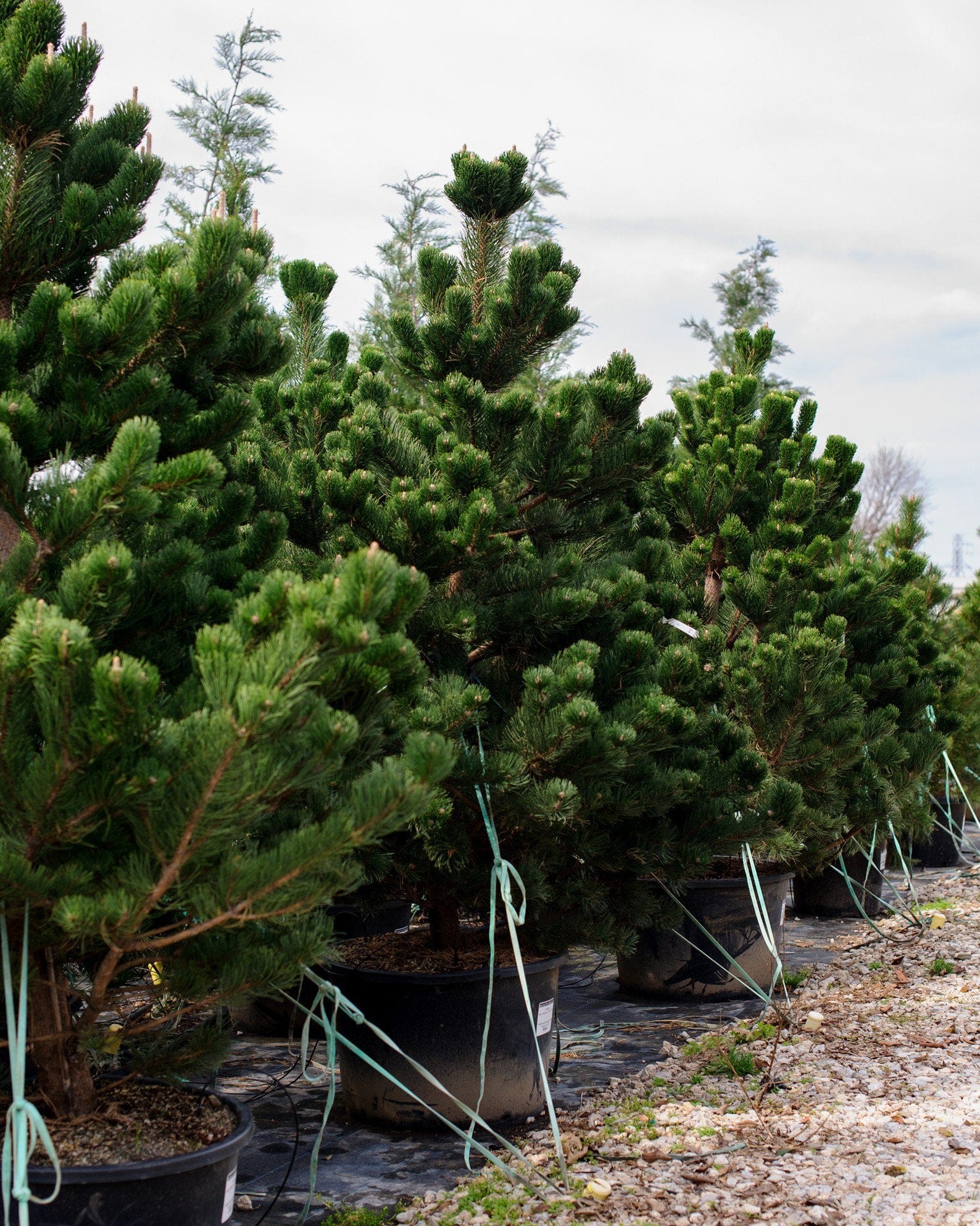 Austrian Pine Oregon Green - view 4