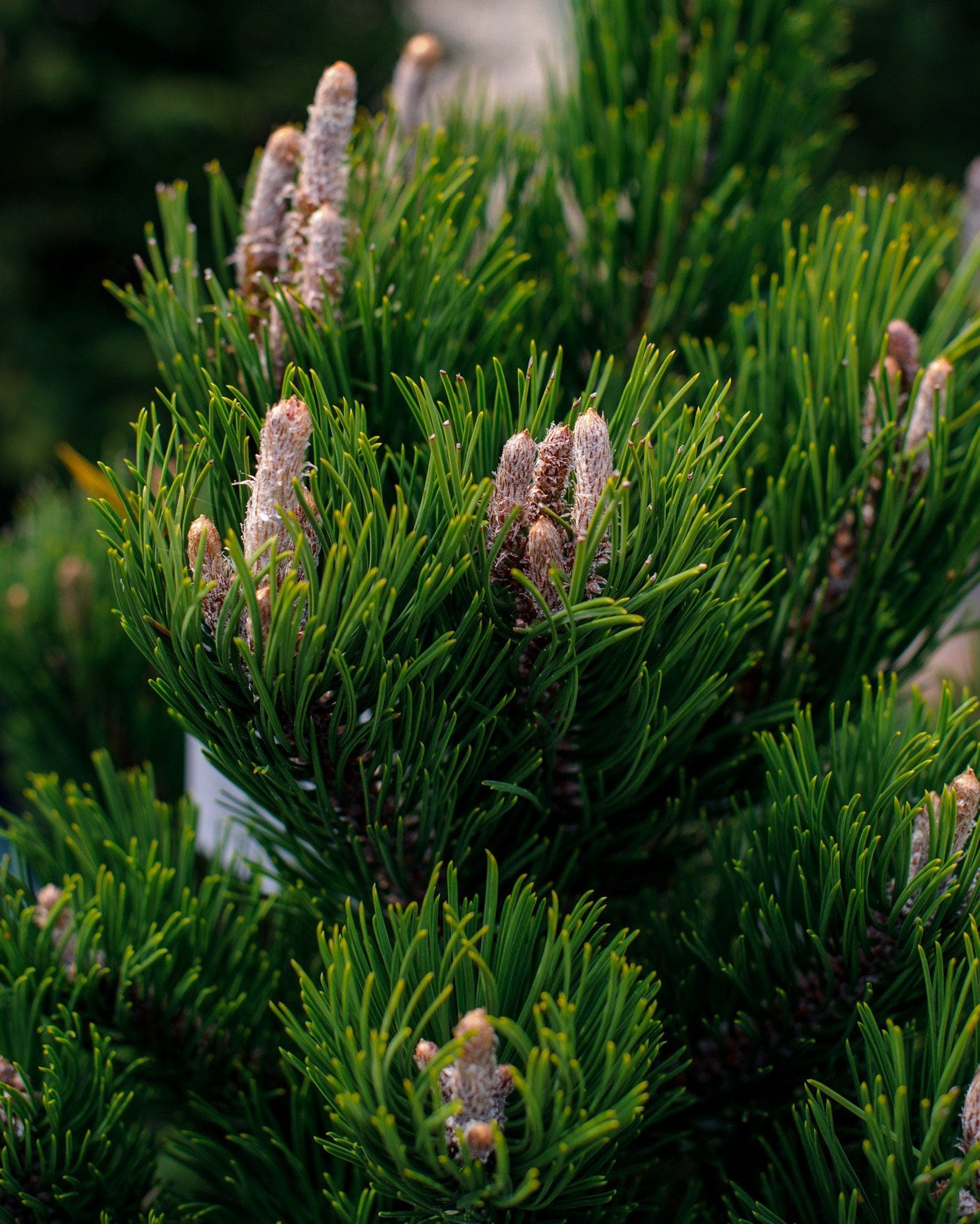 Austrian Pine Oregon Green - view 5