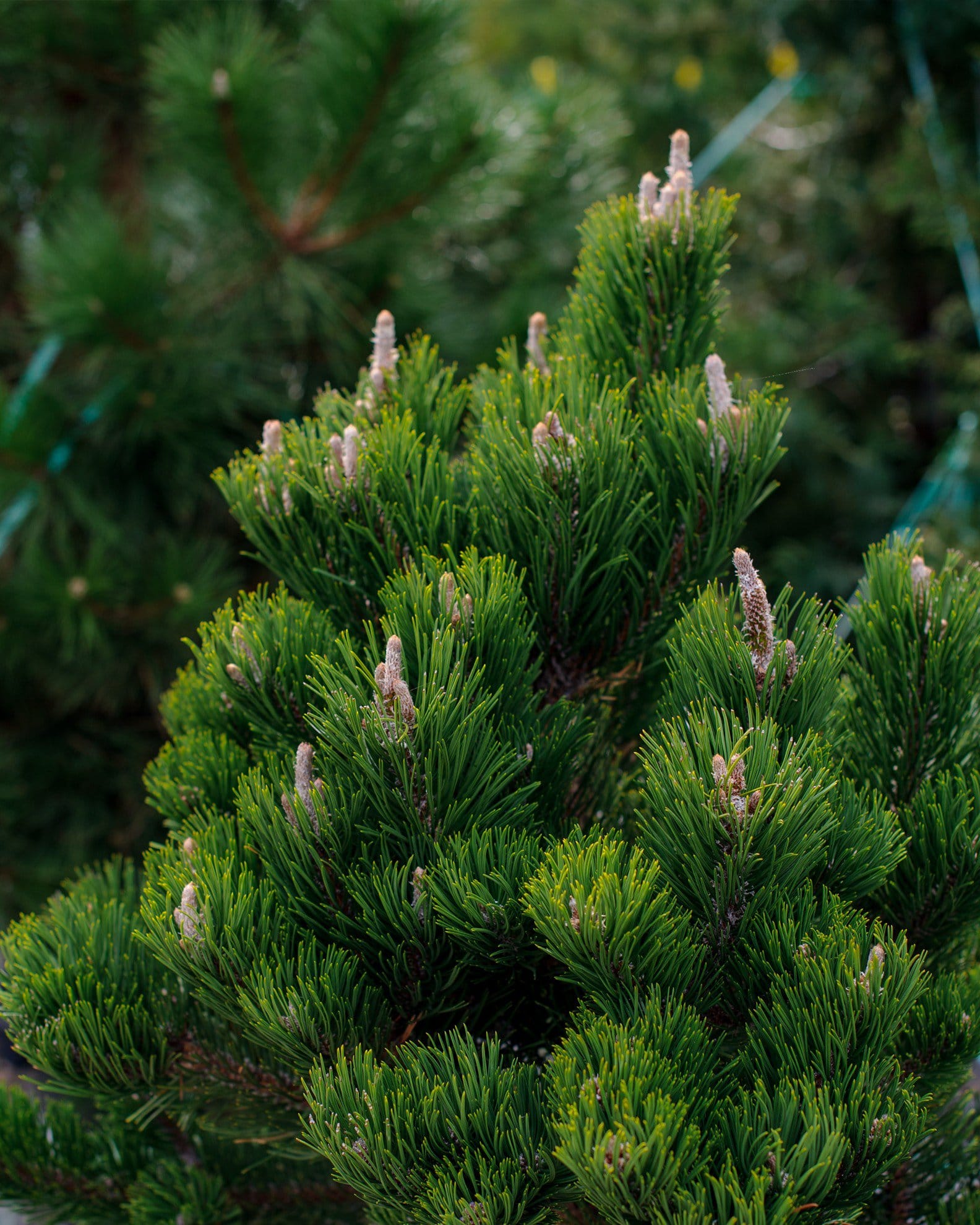 Austrian Pine Oregon Green - view 2
