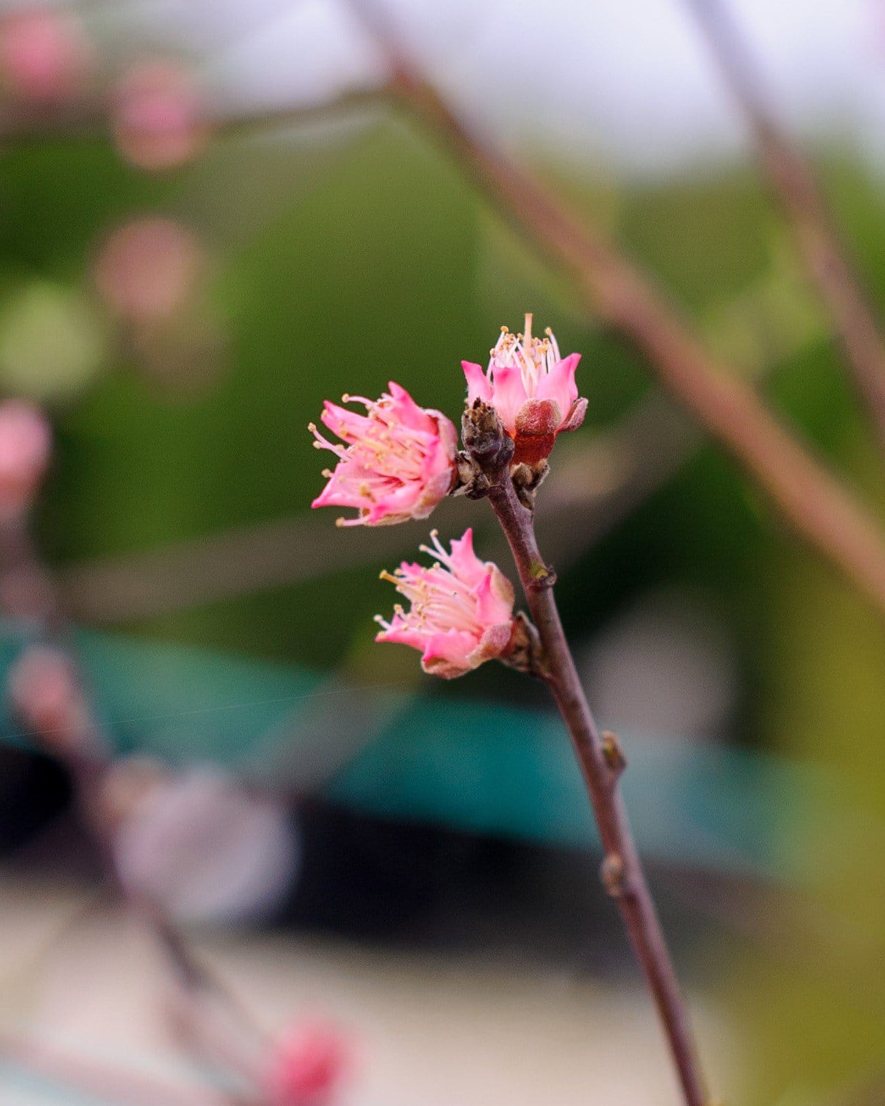 Harvester Peach - view 2