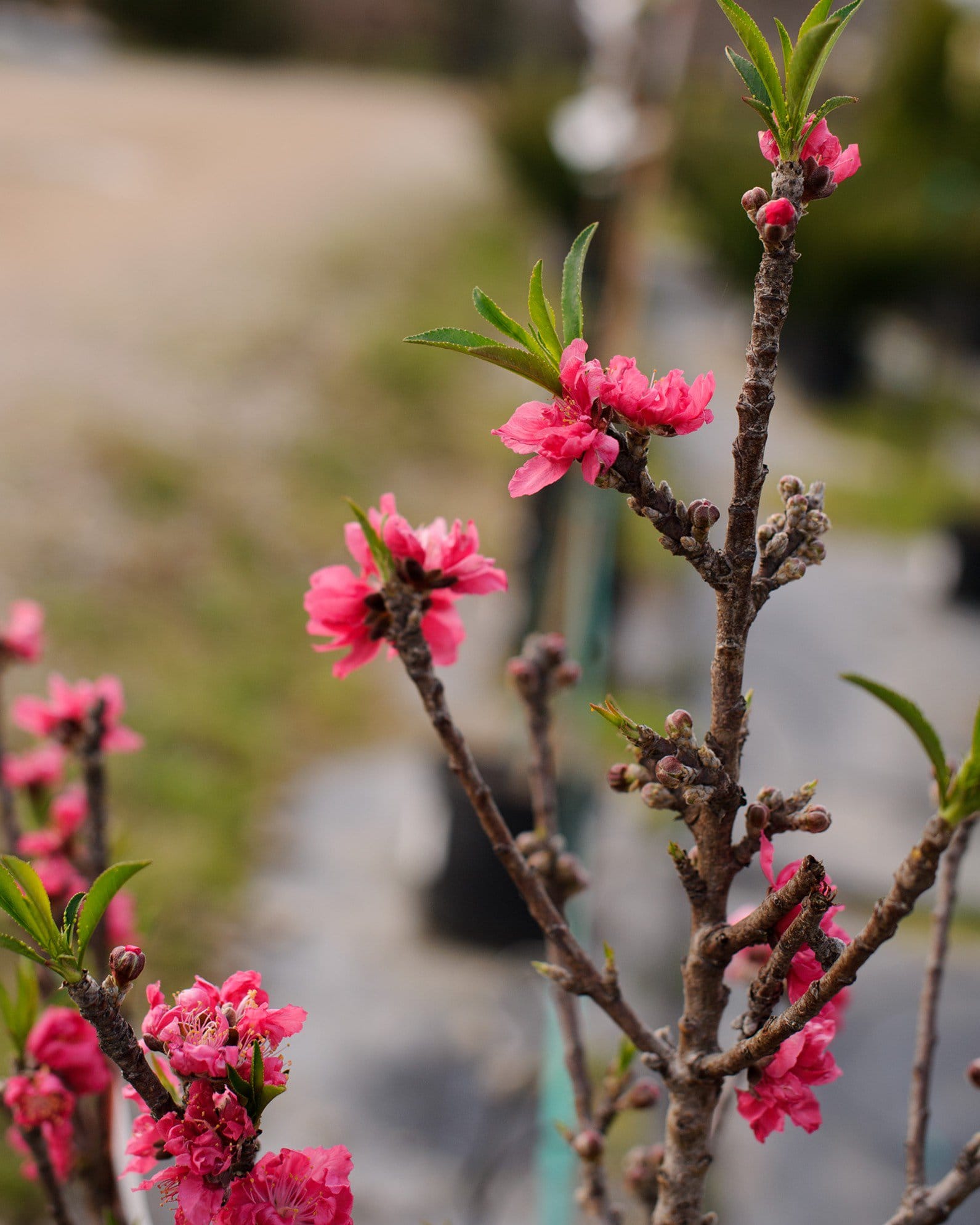 Bonanza Dwarf Peach - view 4