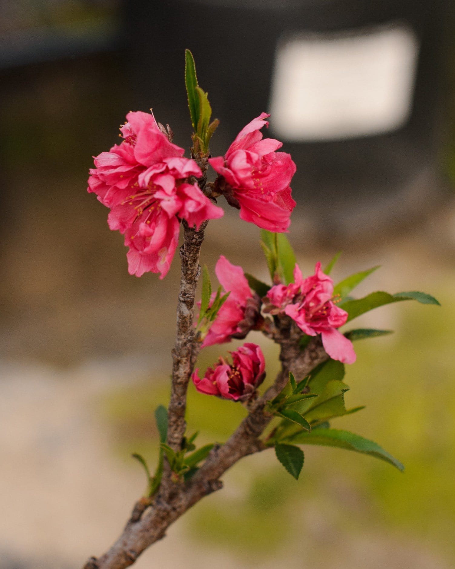 Bonanza Dwarf Peach - view 5
