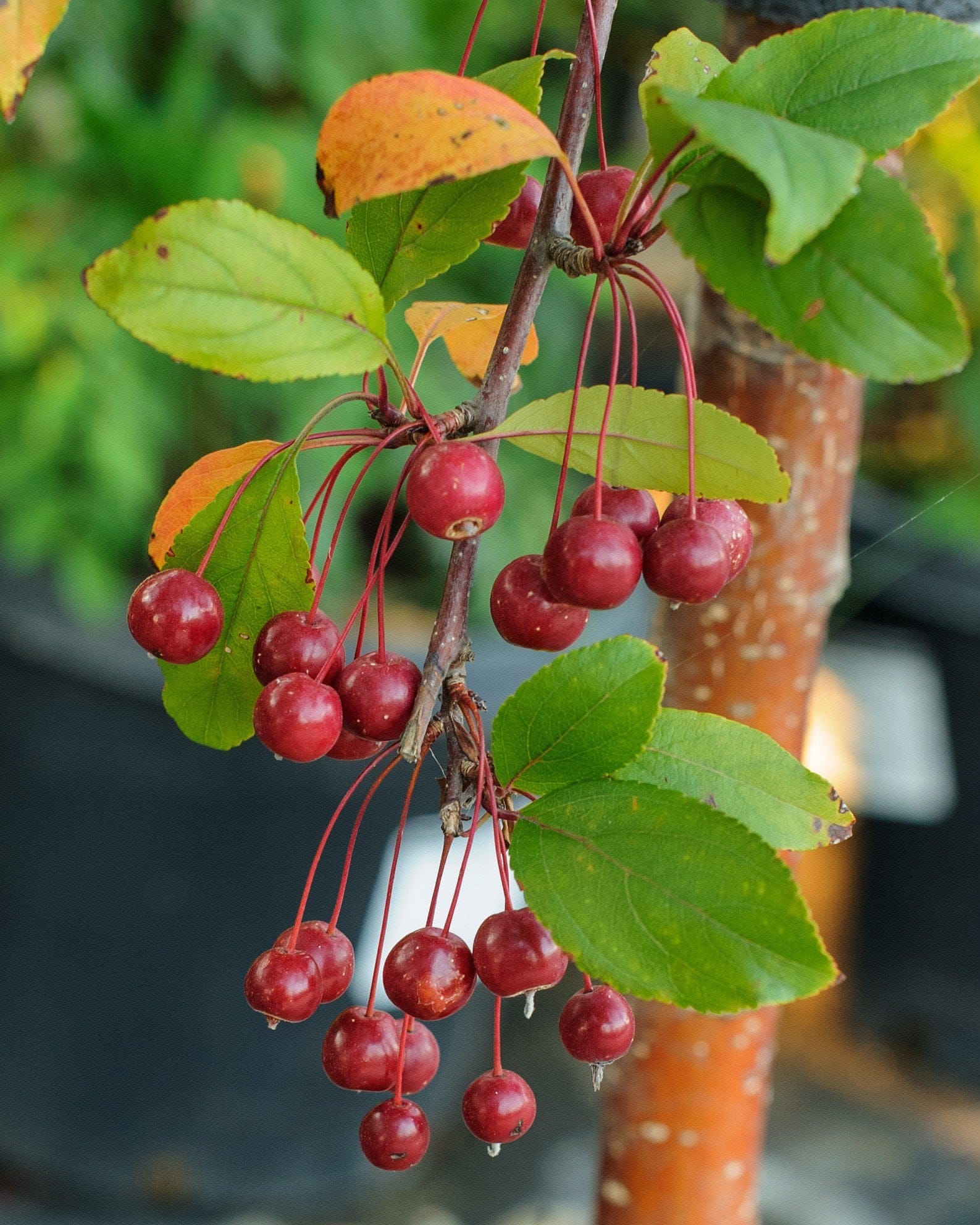Prairifire Crabapple - view 2
