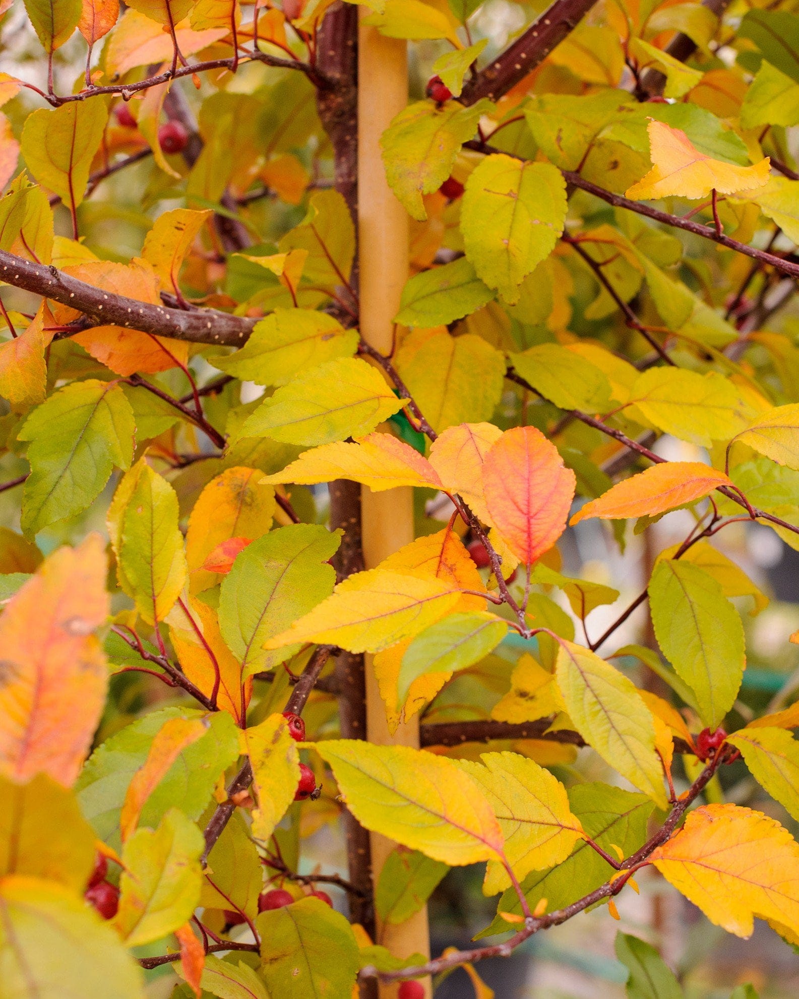 Prairifire Crabapple - view 3