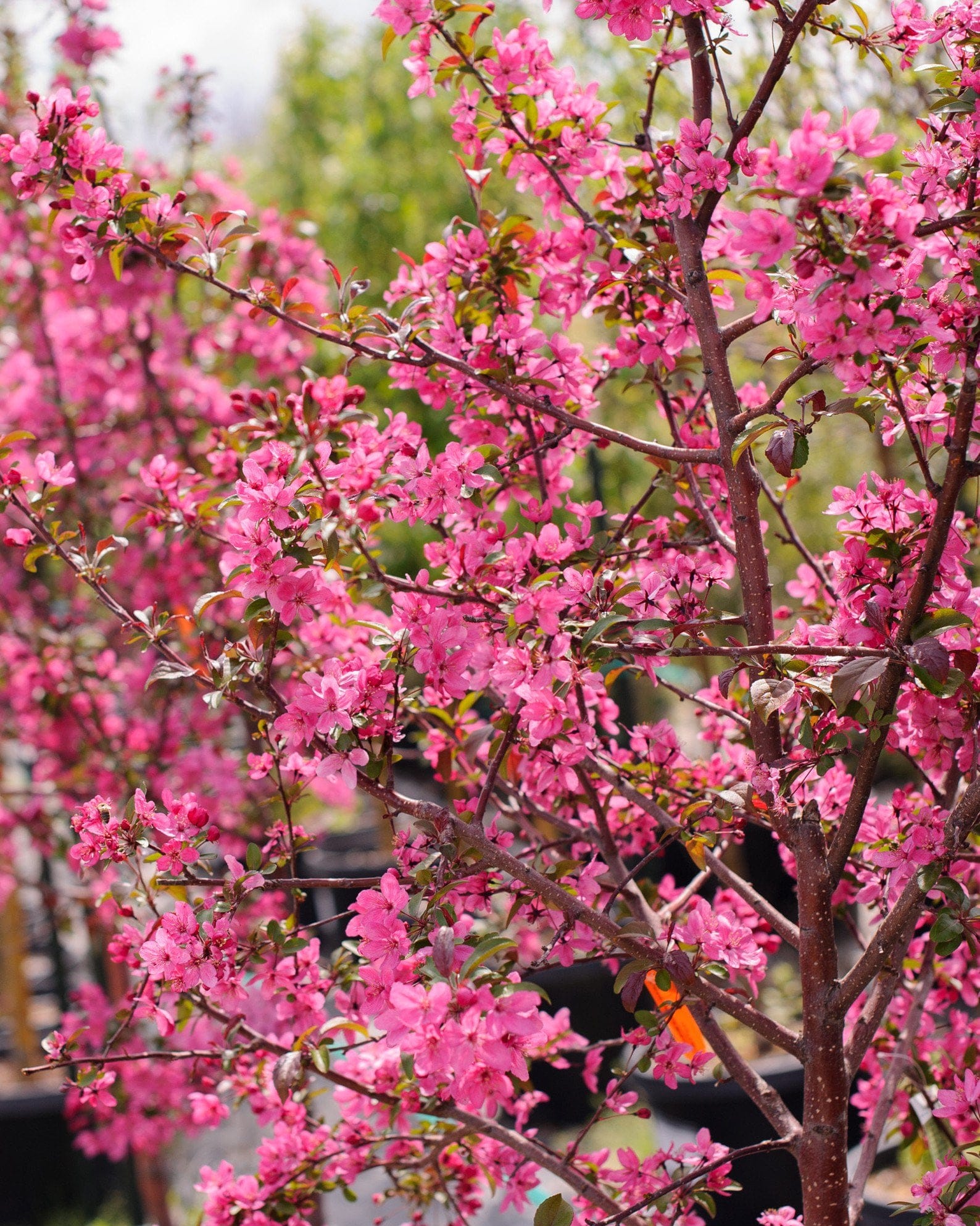 Prairifire Crabapple - view 4