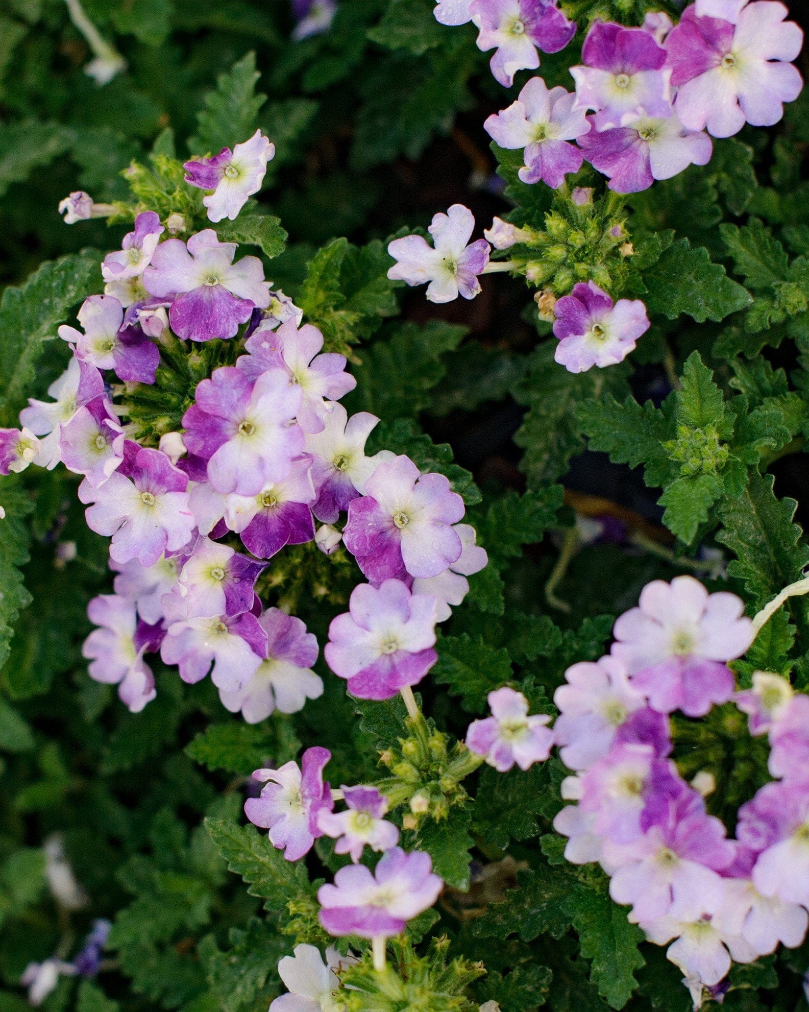 Vanessa Compact Bicolor Purple Verbena - Main Image