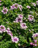 Vanessa Compact Bicolor Purple Verbena thumbnail 2