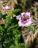 Vanessa Compact Bicolor Purple Verbena thumbnail 4