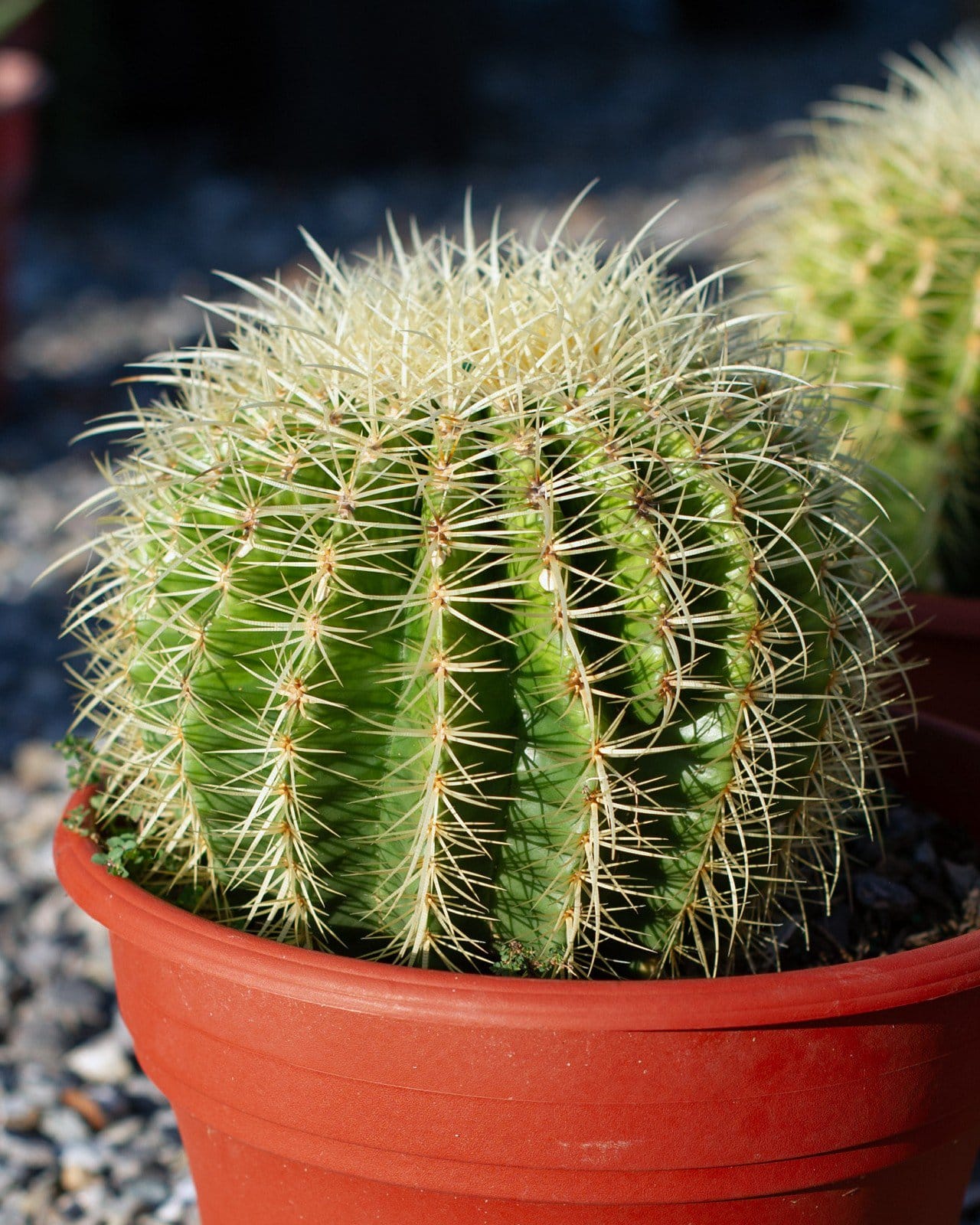 Golden Barrel Cactus