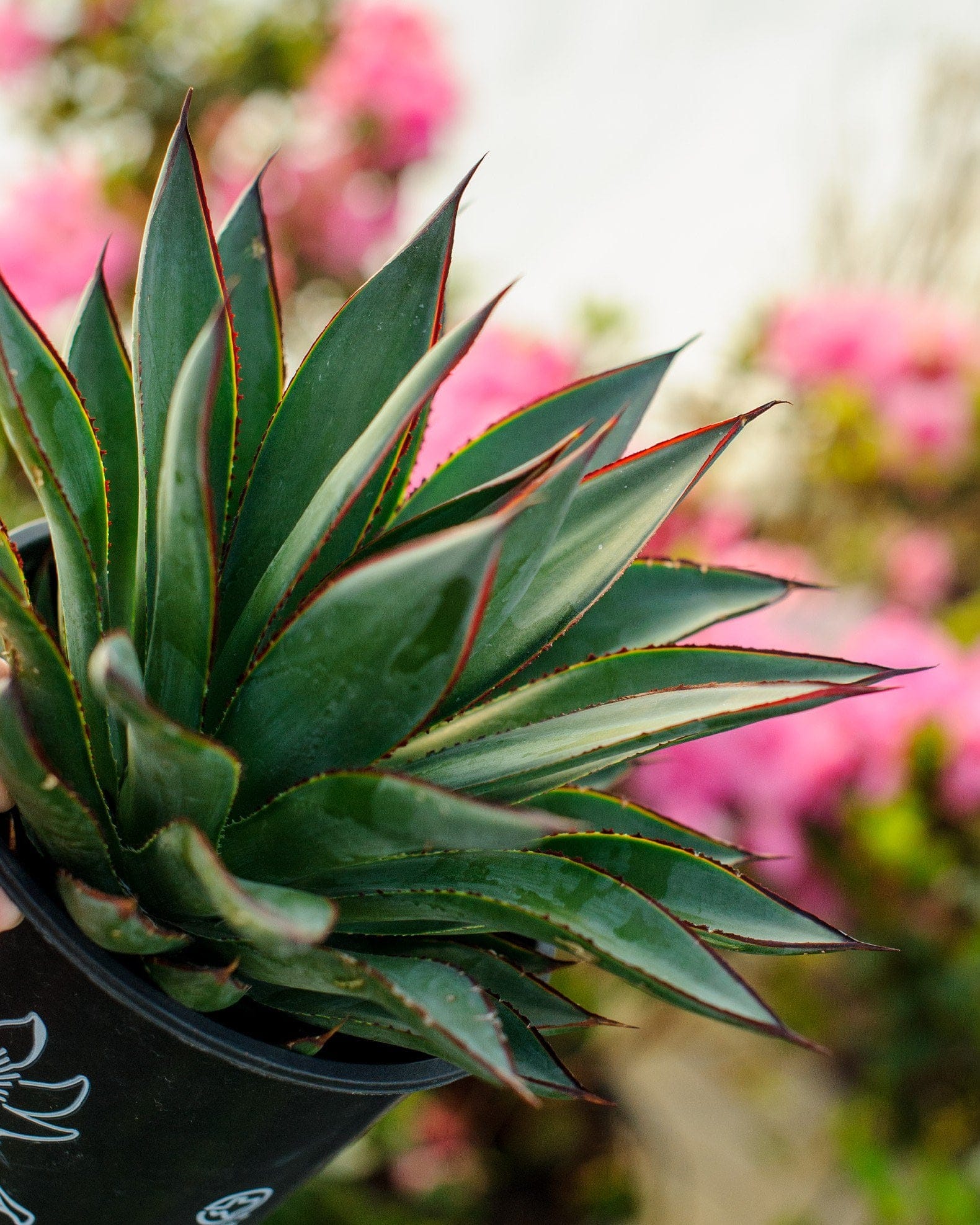 Blue Glow Agave - view 3