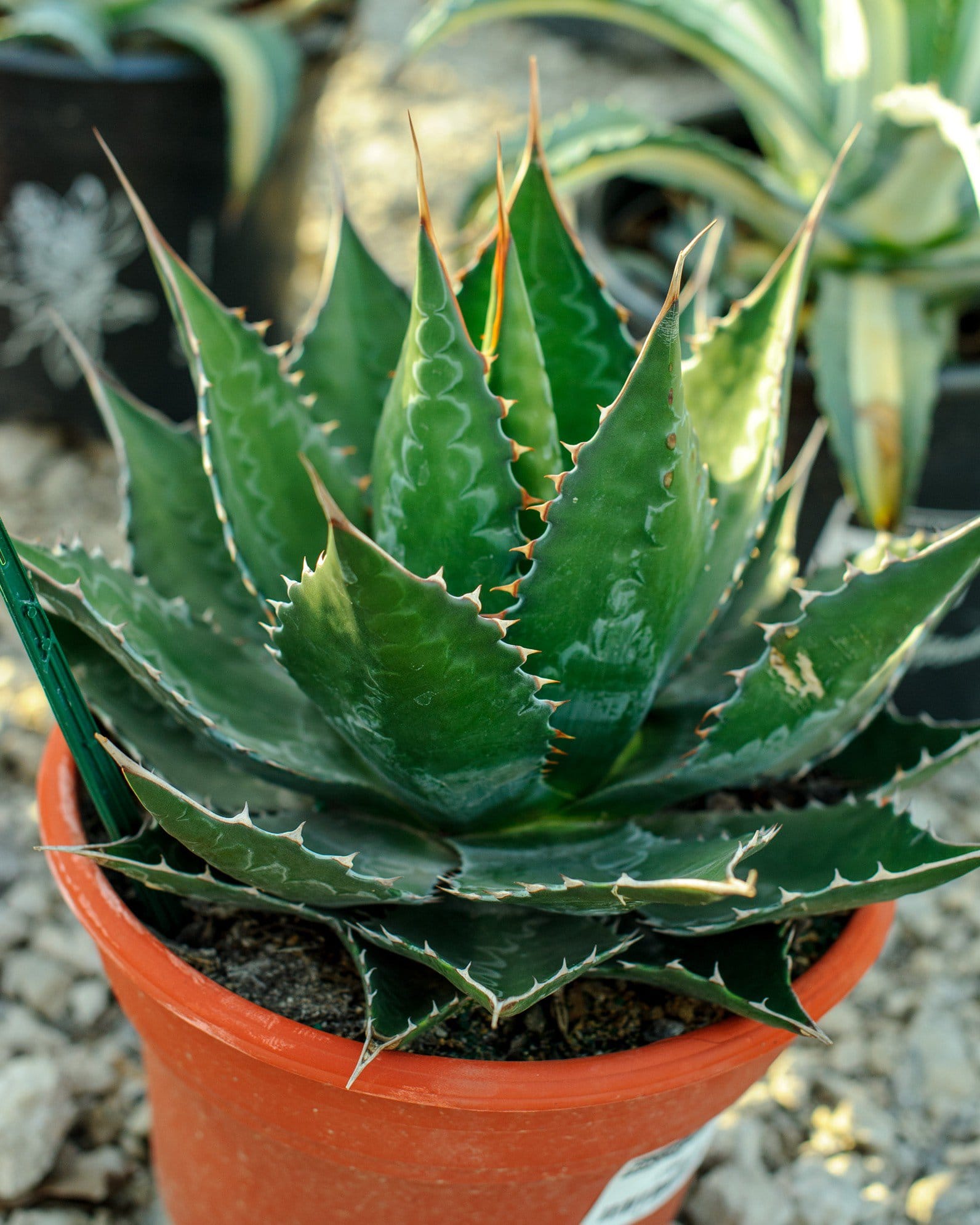 Baccarat Agave - view 3
