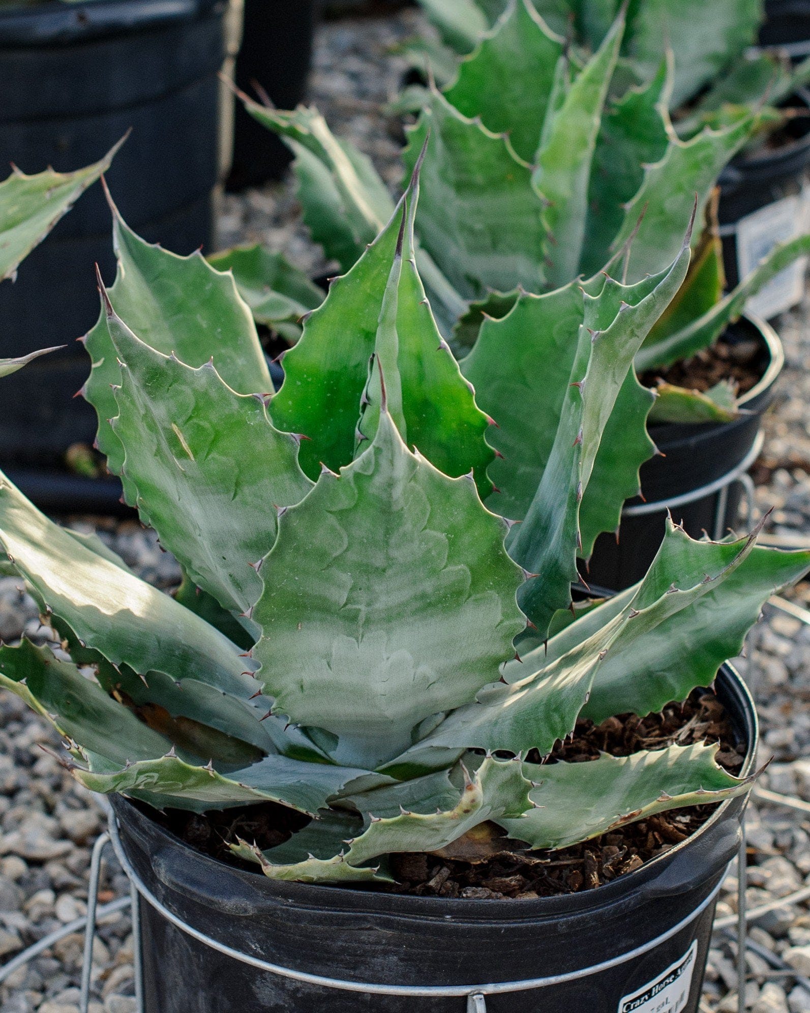 Crazy Horse Agave