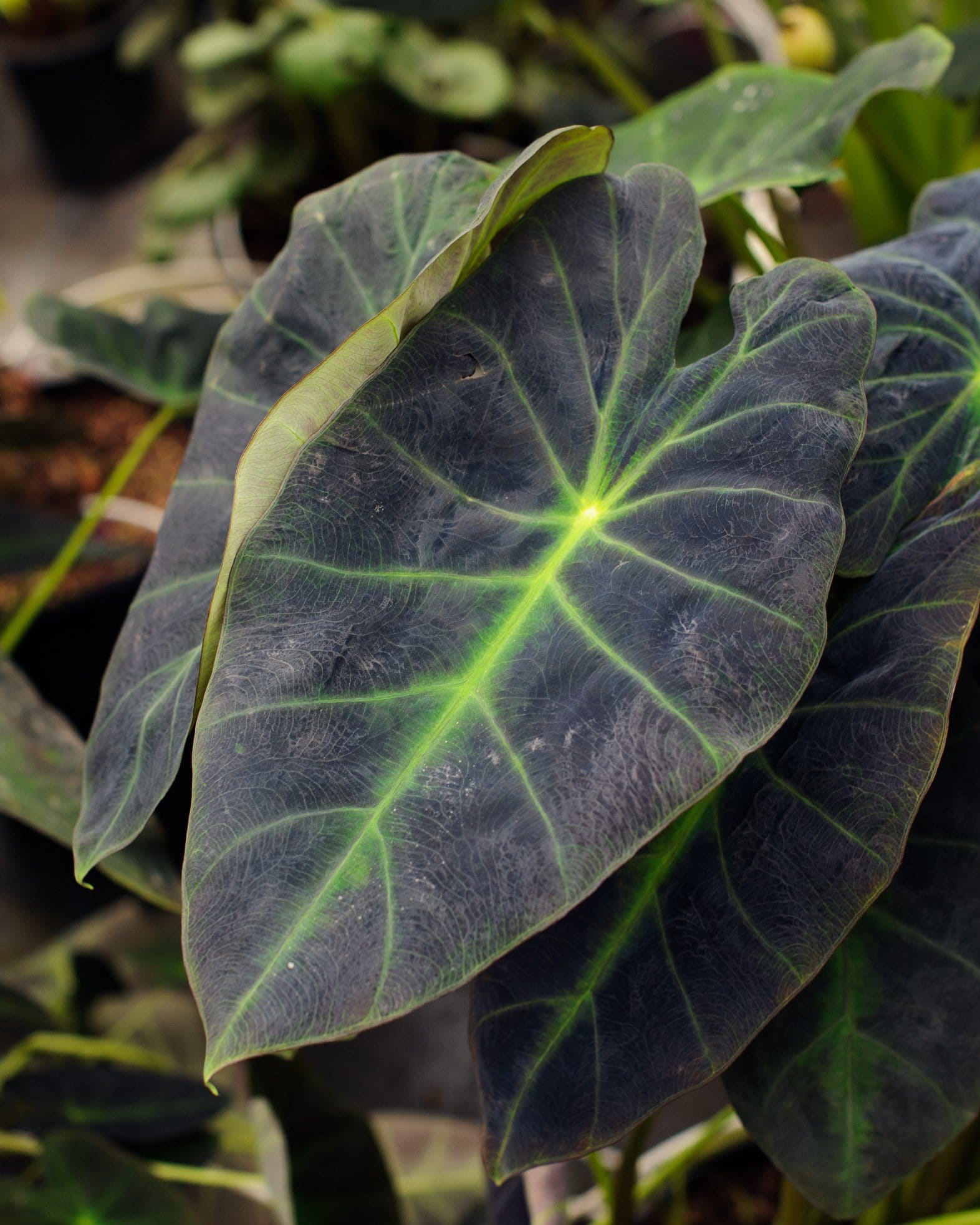 Black Beauty Elephant Ear - Main Image