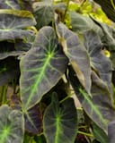 Black Beauty Elephant Ear thumbnail 2
