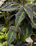 Black Beauty Elephant Ear thumbnail 3