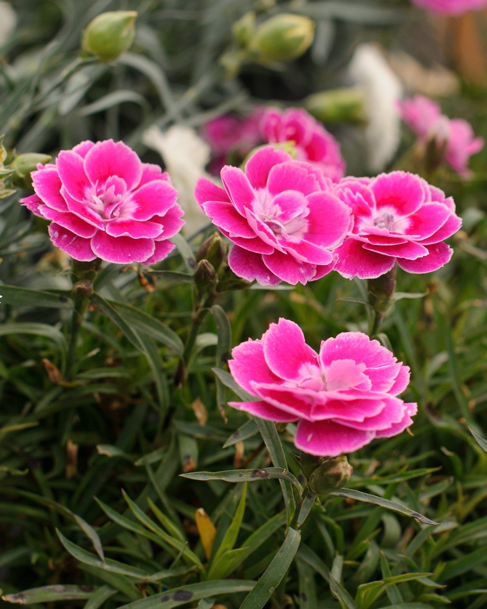 Capitan Magnifica Dianthus - Main Image