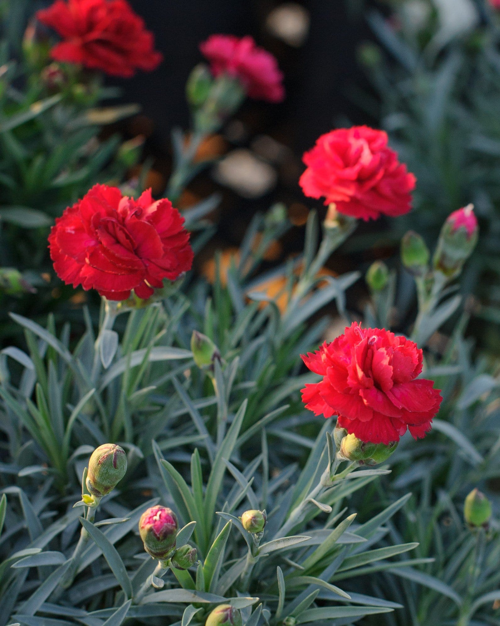 Early Bird Radiance Dianthus - Main Image