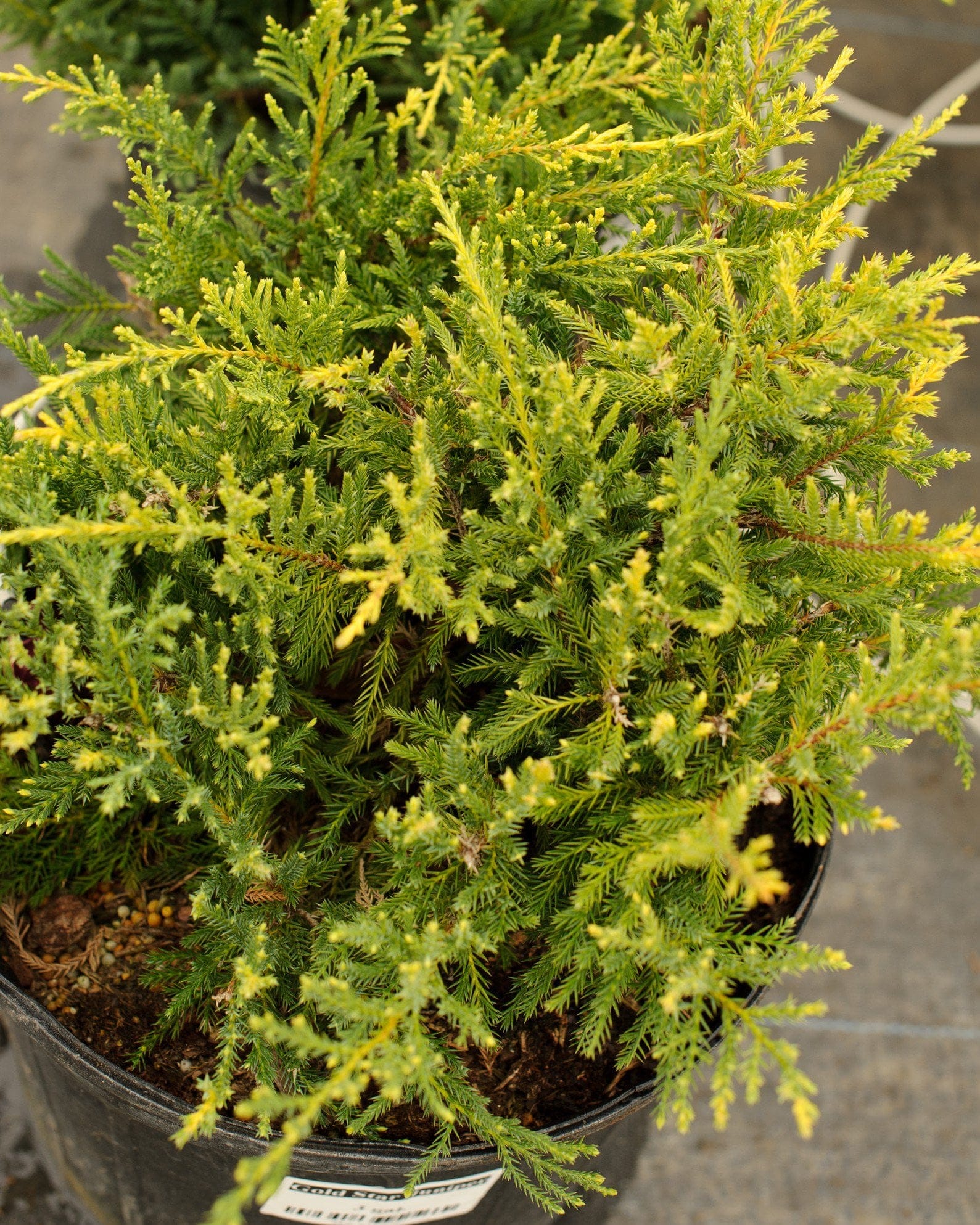 Gold Star Juniper - view 2