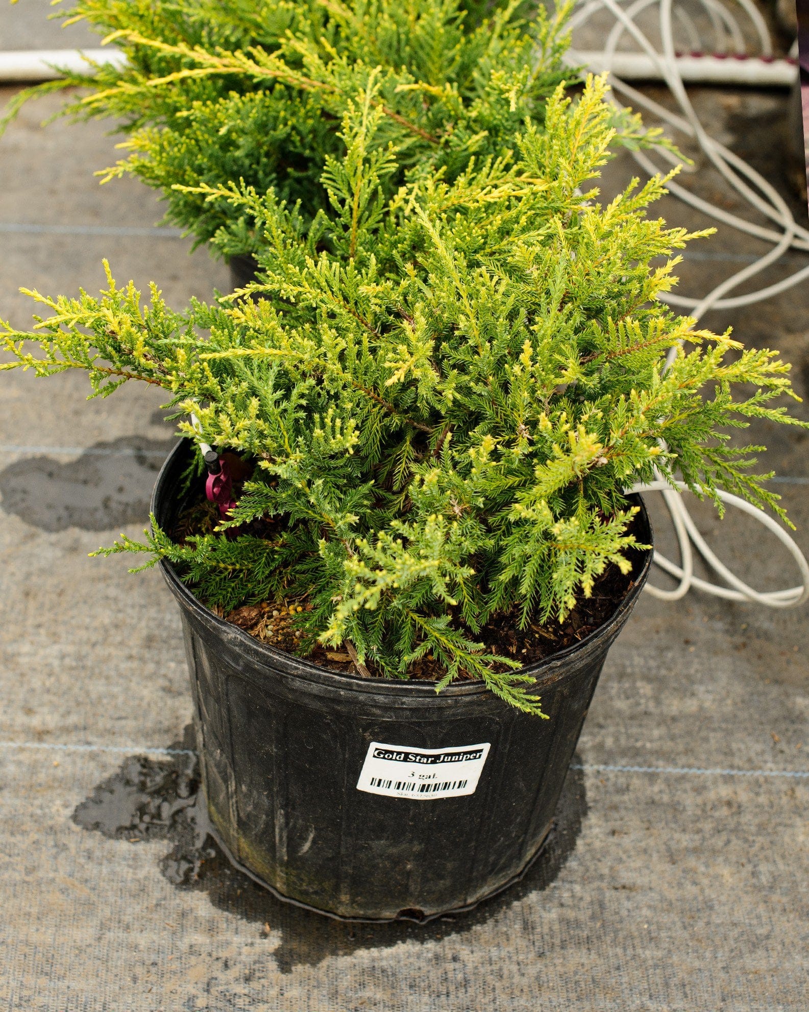 Gold Star Juniper - view 3