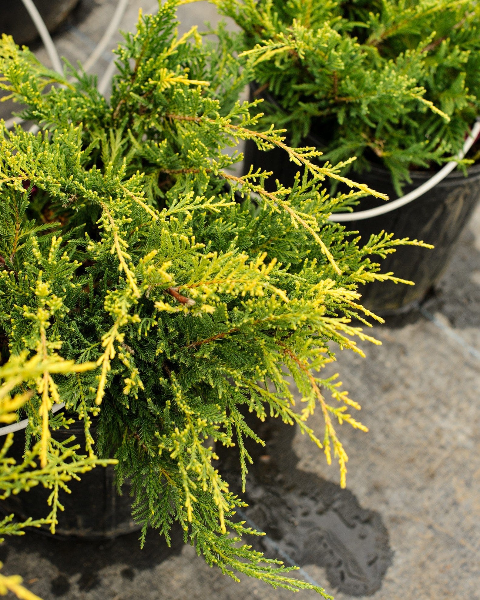 Gold Star Juniper - view 4