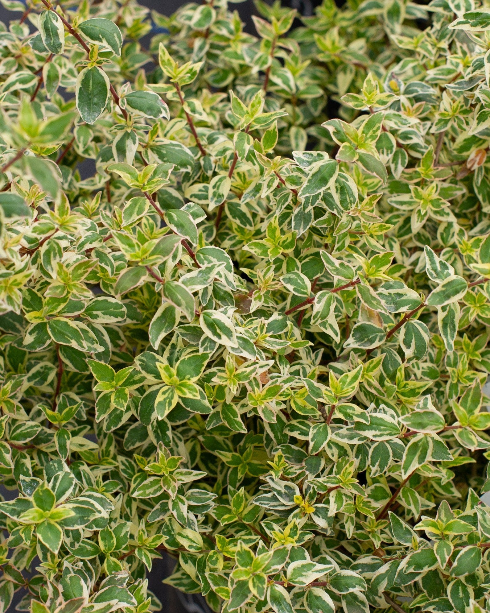 Twist of Vanilla Abelia - Main Image