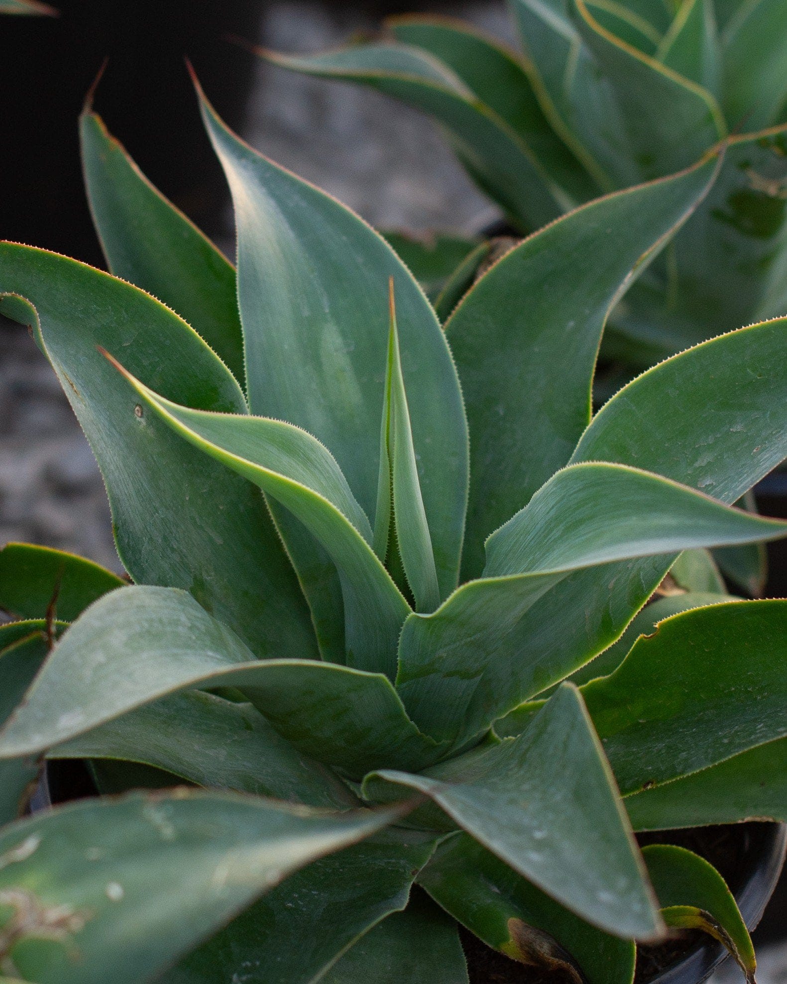 Blue Flame Agave