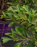 Coppertone Distylium thumbnail 1