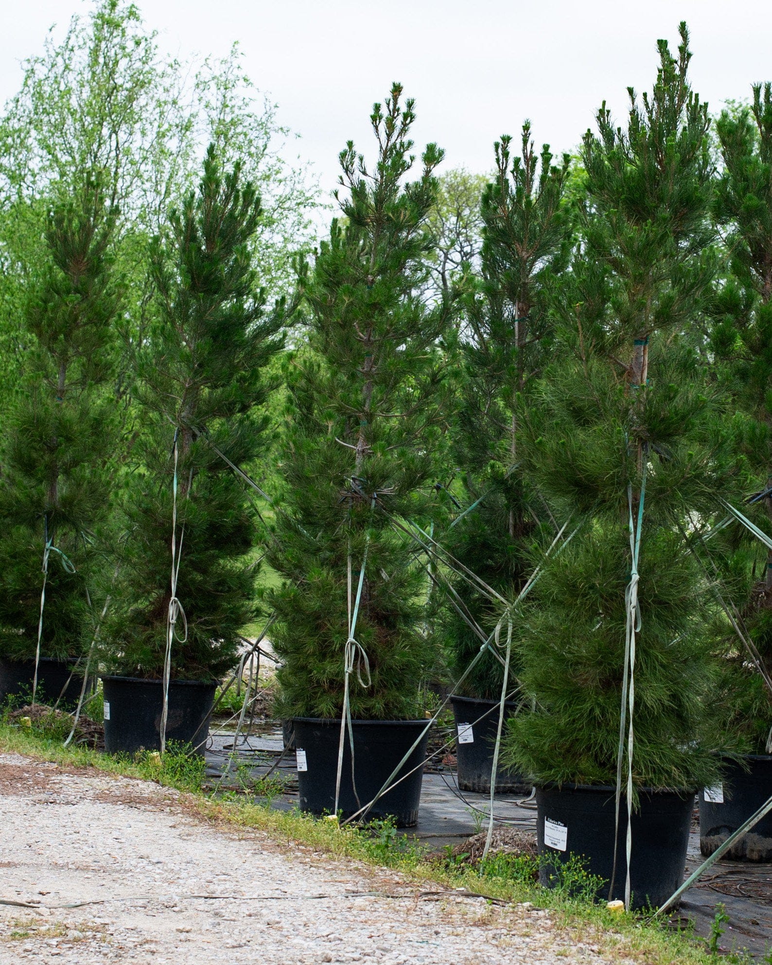 Eldarica Pine - Main Image
